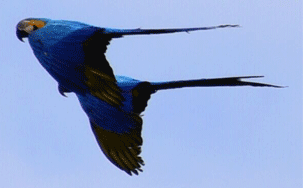 Arara-azul em voo sobre o rio