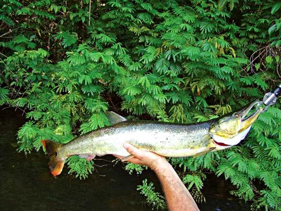 Bicuda amazônica