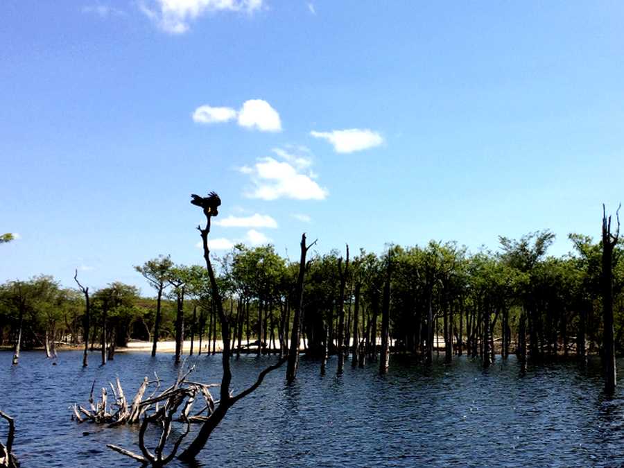 Lago de galhos secos
