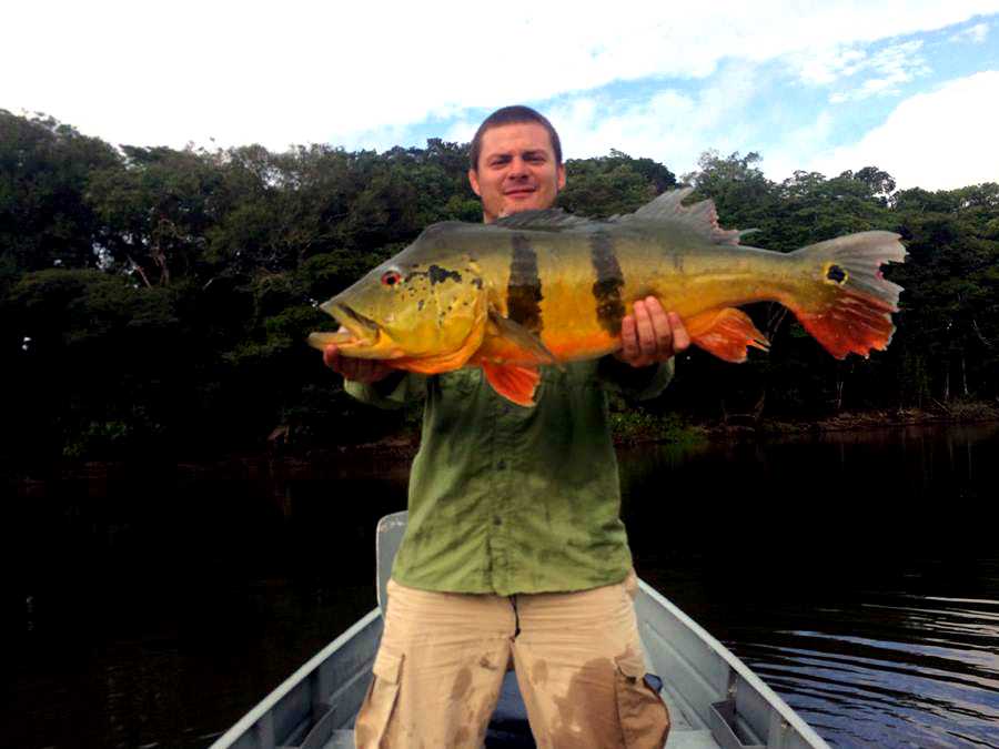 Açu gigante amazônico