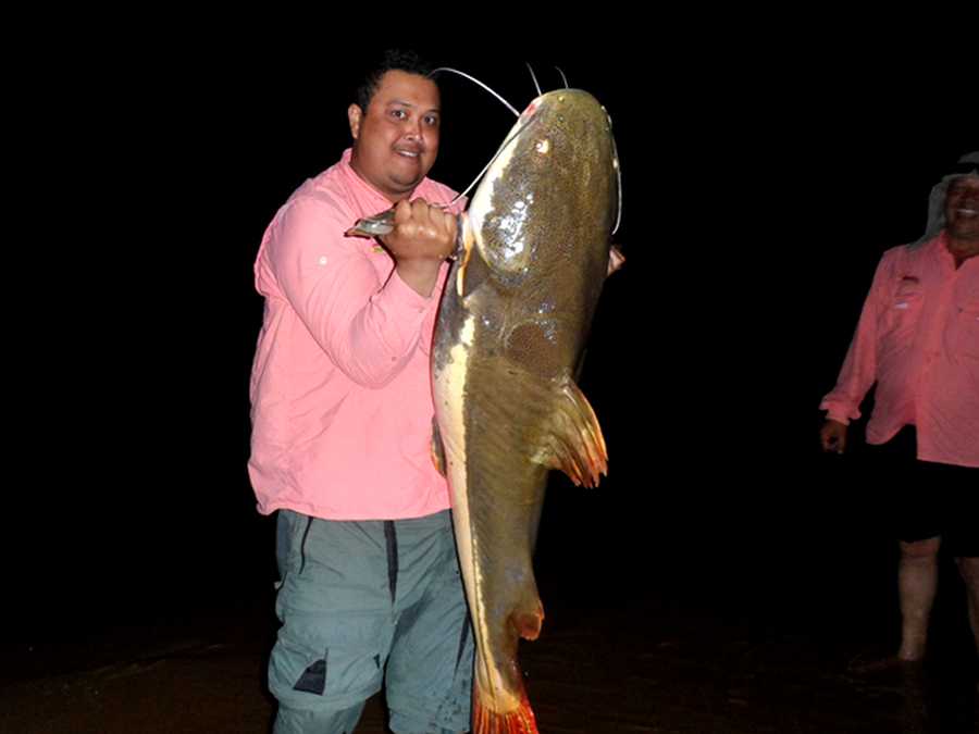 Pirarara no Rio Uatumã